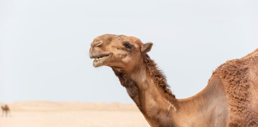 A camel standing in the Dubai desert with its mouth open