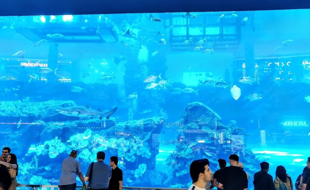 Visitors observing fish in an aquarium at Dubai Mall's Underwater Zoo.