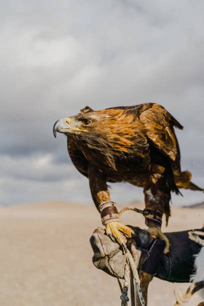 Eagle on hunter's hand in desert