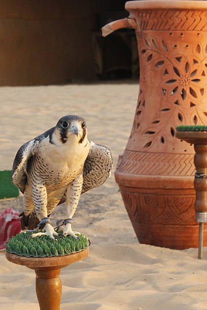 Arabian falcon in the desert