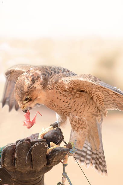 One of the peregrine falcons used to hunt quail and other desert dwelling birds in a bedouin settlement in the Dubai Desert Conservation Reserve in the United Arab Emirates. The peregrine falcons are the fastest animals in the world. The falcons sight play such a huge role in its sensory world (ca. 80%+) that covering the eyes sets the bird into a quasi-catatonic state, making it easier for the falconiers to transport and control these precious hunting tools. The falcons were brought from Europe and adopted by the bedouins to supplement their protein intake in the barren desert environment where they live.