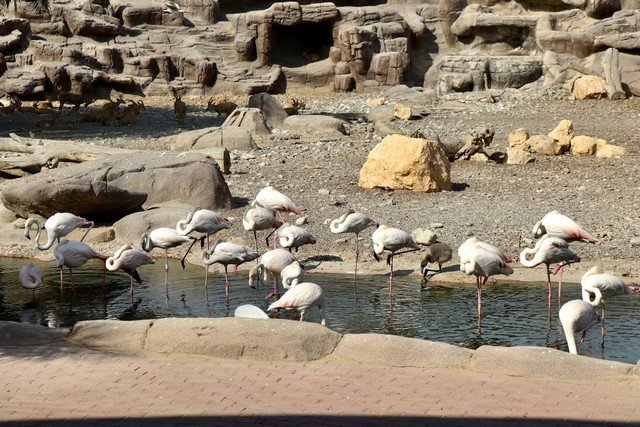 Bird Watching At Arabian Wildlife Park